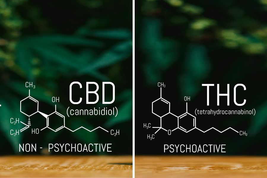 cbd vs thc comparison